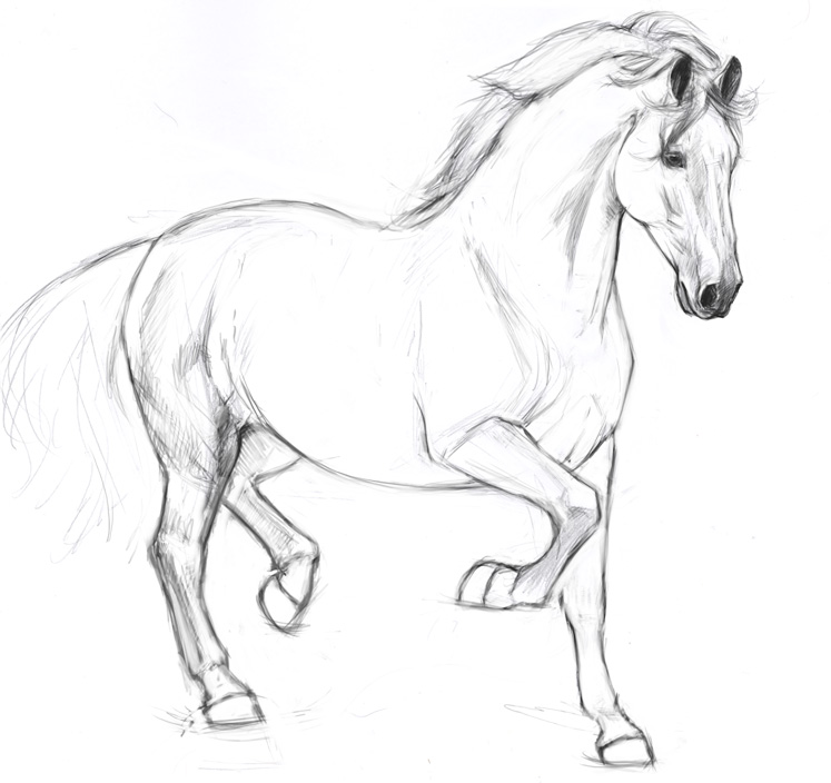 Stallion Drawing