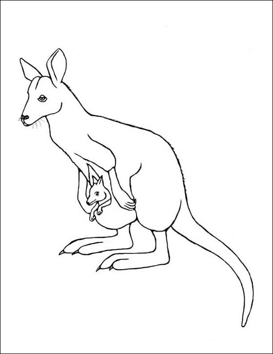 Wallaby Art Drawing