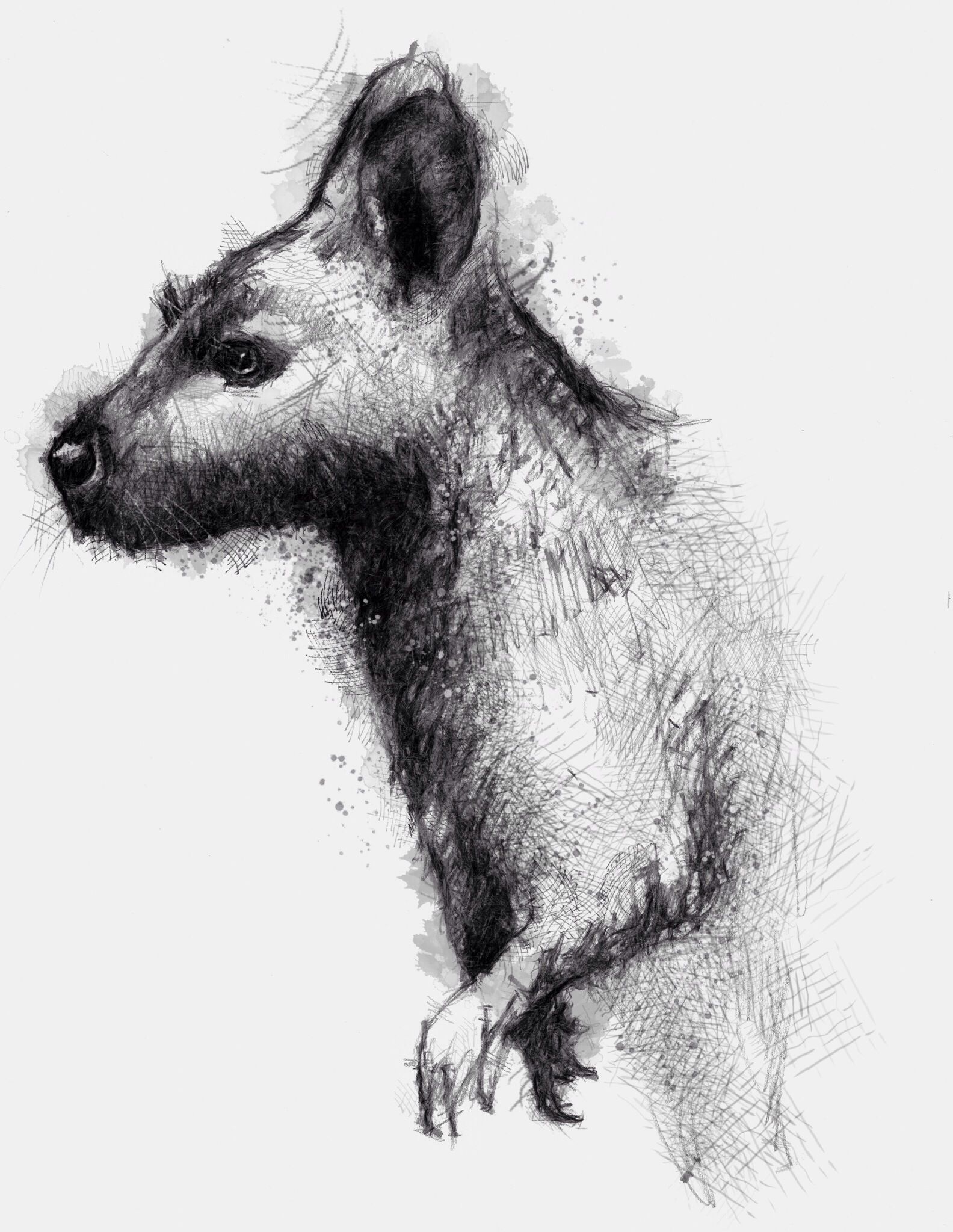 Wallaby Drawing Beautiful Art