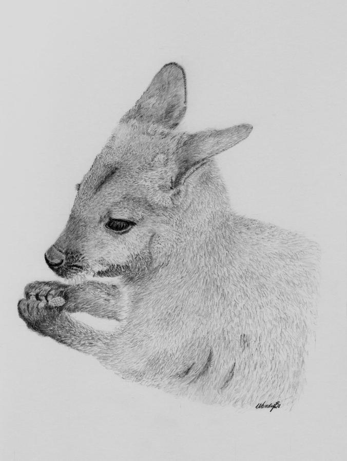 Wallaby Drawing Beautiful Image
