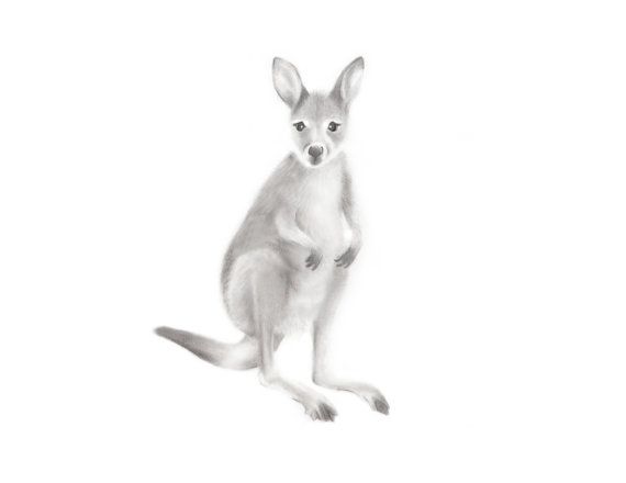 Wallaby Drawing High-Quality