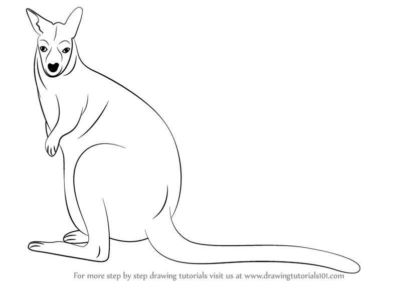 Wallaby Drawing Image