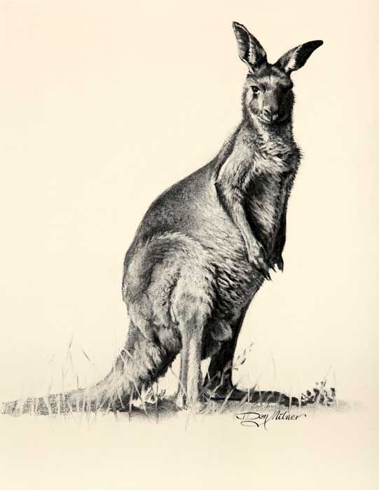 Wallaby Drawing Images