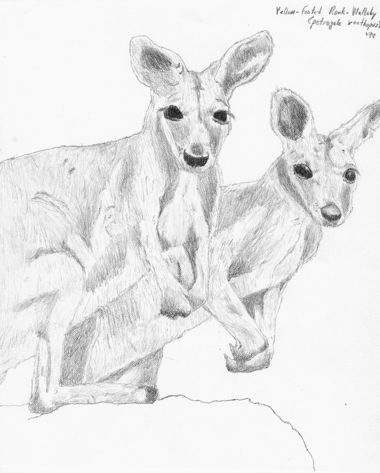 Wallaby Drawing Picture