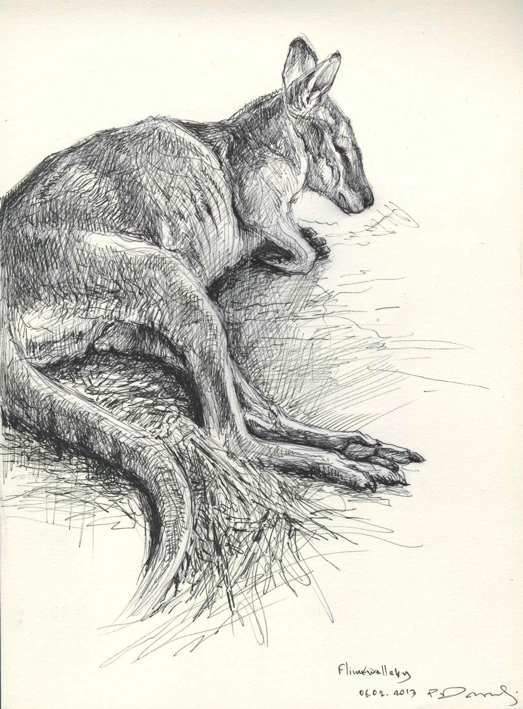 Wallaby Drawing Sketch
