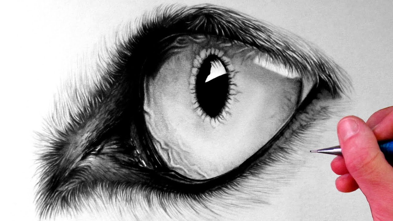 Werewolf Eyes Drawing Amazing