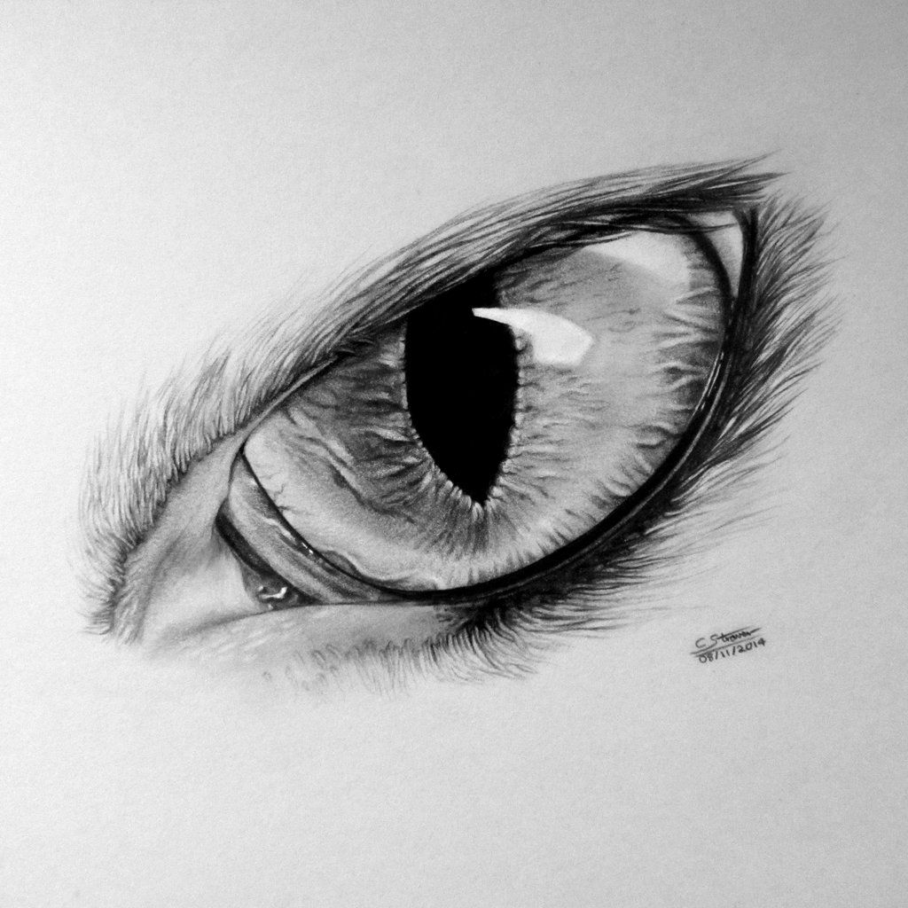 Werewolf Eyes Drawing Photo