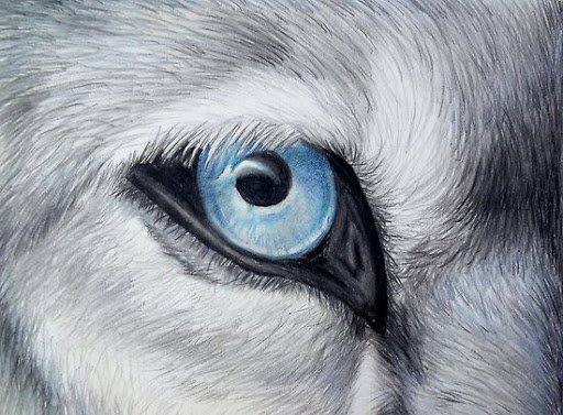 Werewolf Eyes Drawing
