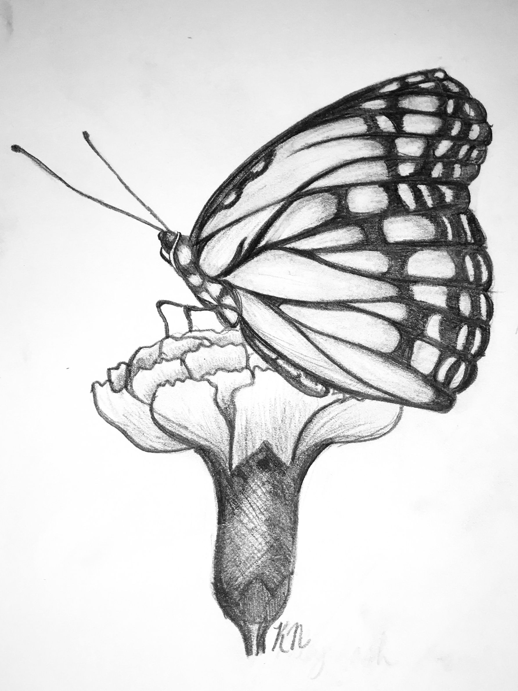 Butterfly Aesthetic Best Drawing