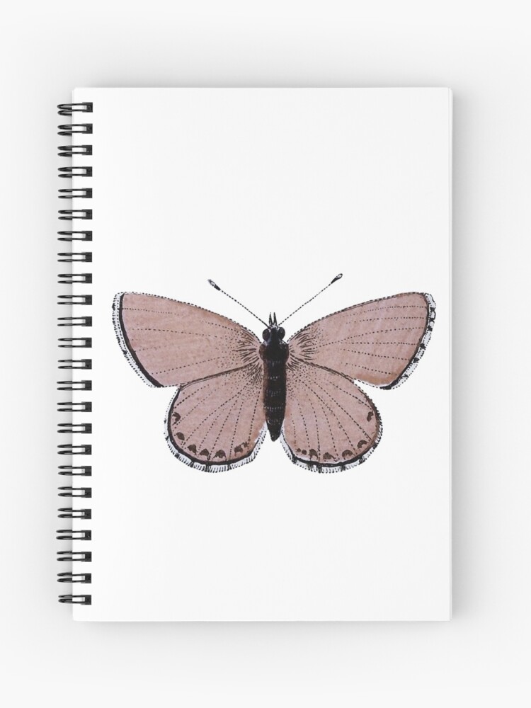 Butterfly Aesthetic Drawing Photo