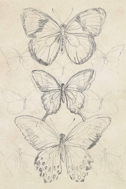 Butterfly Aesthetic Drawing Picture