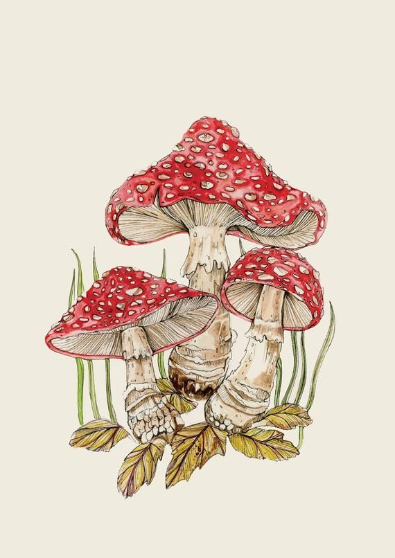 Mushroom Aesthetic Drawing Amazing