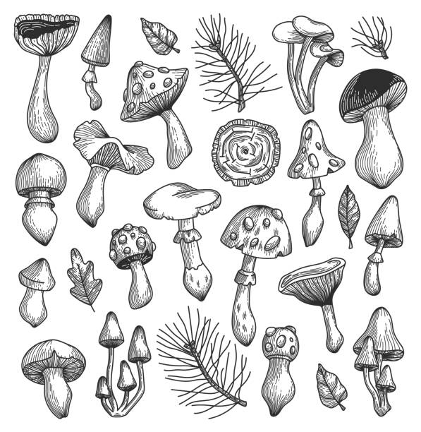 Mushroom Aesthetic Drawing Art