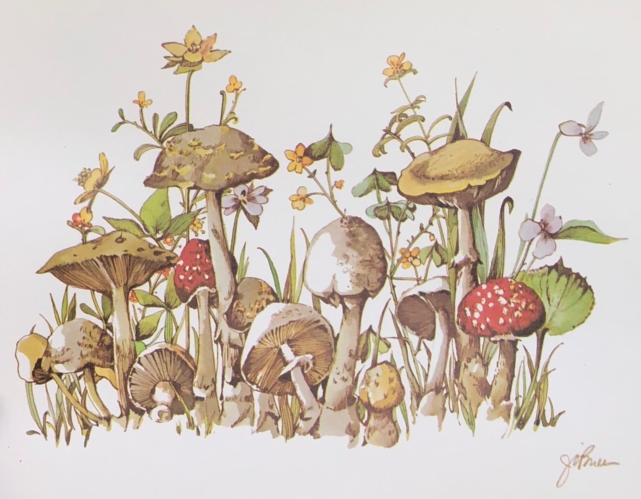 Mushroom Aesthetic Drawing Beautiful Image