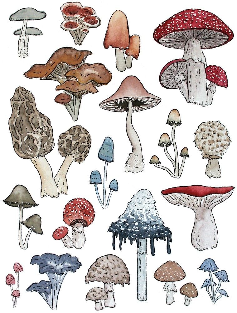 Mushroom Aesthetic Drawing Photos